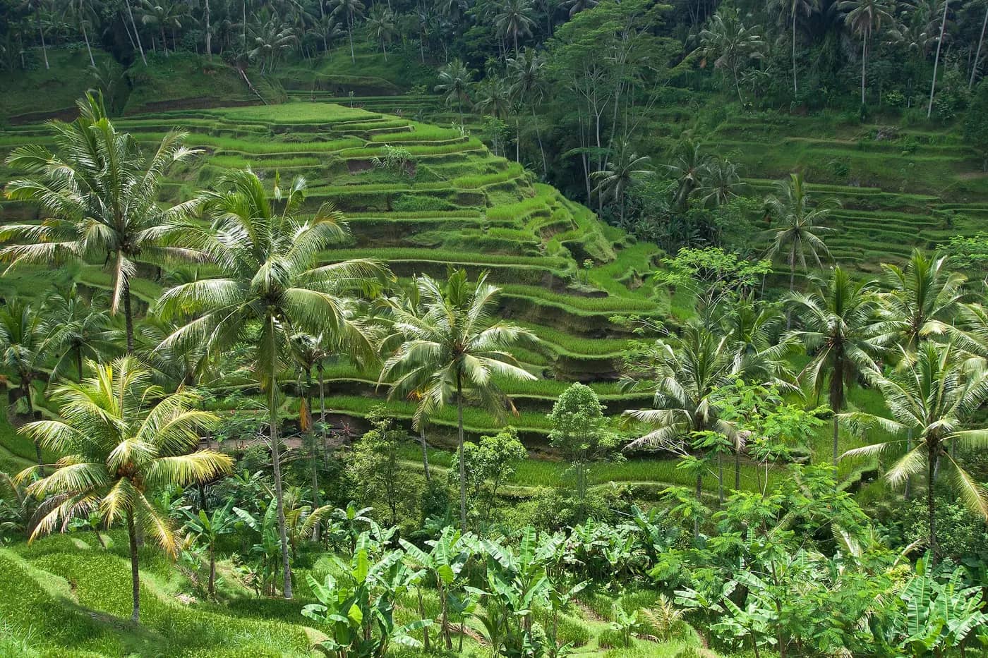 Desa Wisata Sudaji, Buleleng, Buleleng
