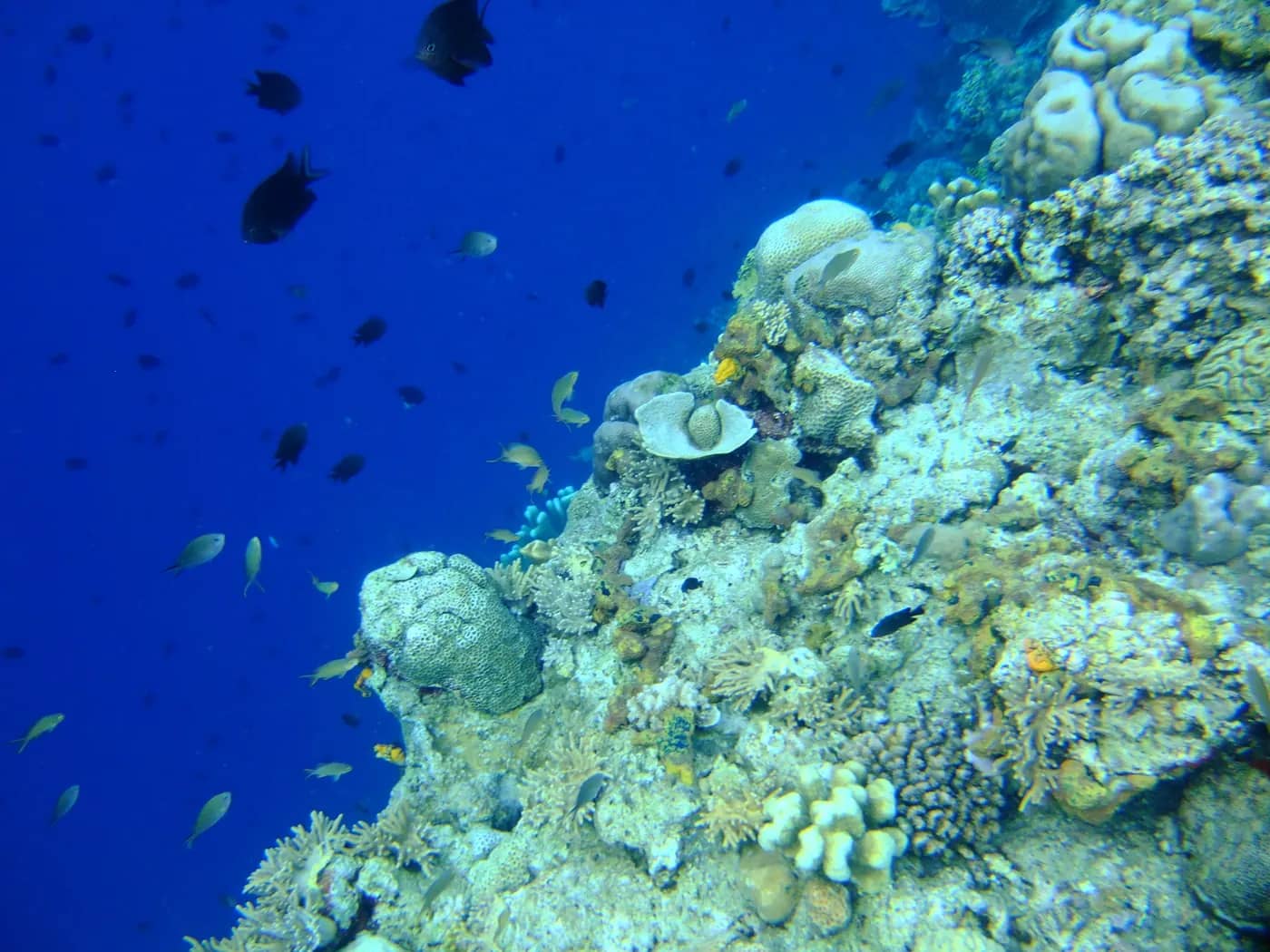 Sulawesi Utara Punya Bunaken, Kenapa Wisatawan Asingnya Hanya 152.340