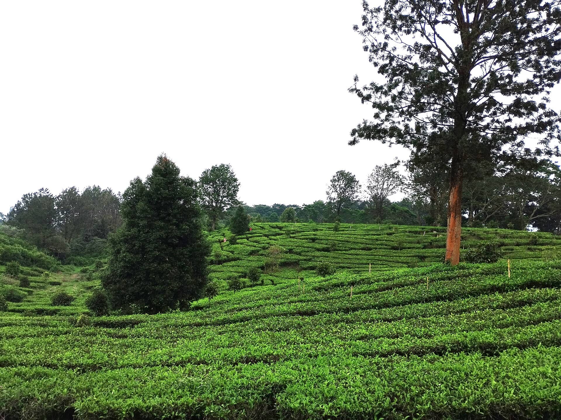 Cara Membuat Itinerary Liburan dengan Bantuan AI (Panduan 2026)