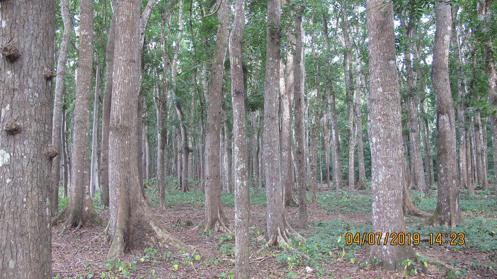 Wisata Horor Alas Purwo: Hutan Tertua di Jawa dan Kisah Mistis Para Pengunjung