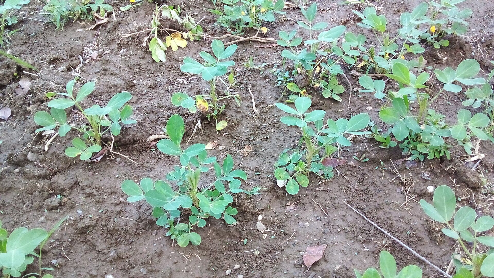 Kacang Otok, Camilan Khas Madura