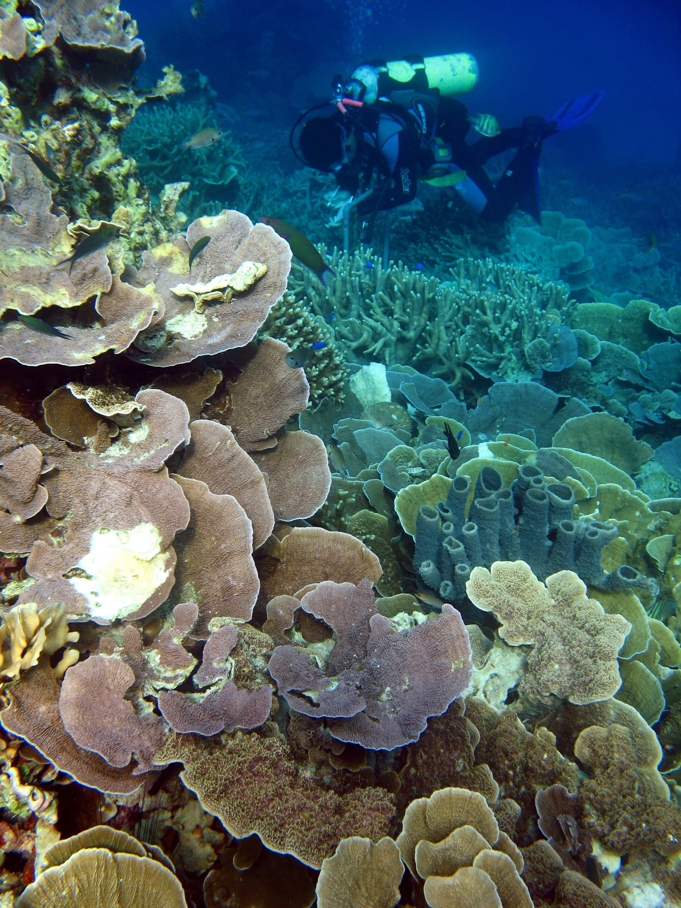 Karimunjawa: Warga Mendukung Wisata, tapi Khawatir pada Laut Mereka Sendiri