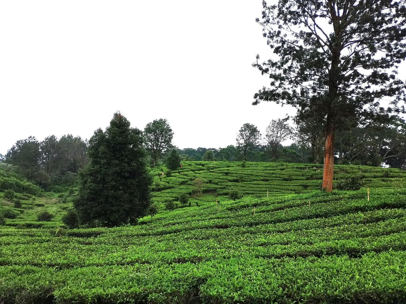 Cara Membuat Itinerary Liburan dengan Bantuan AI (Panduan 2026)
