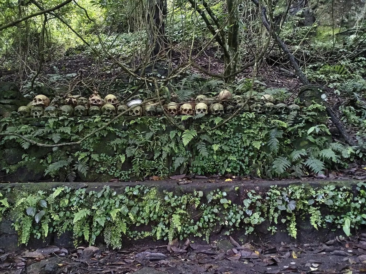 Wisata Horor Desa Trunyan Bali: Misteri Jenazah di Bawah Pohon Taru Menyan