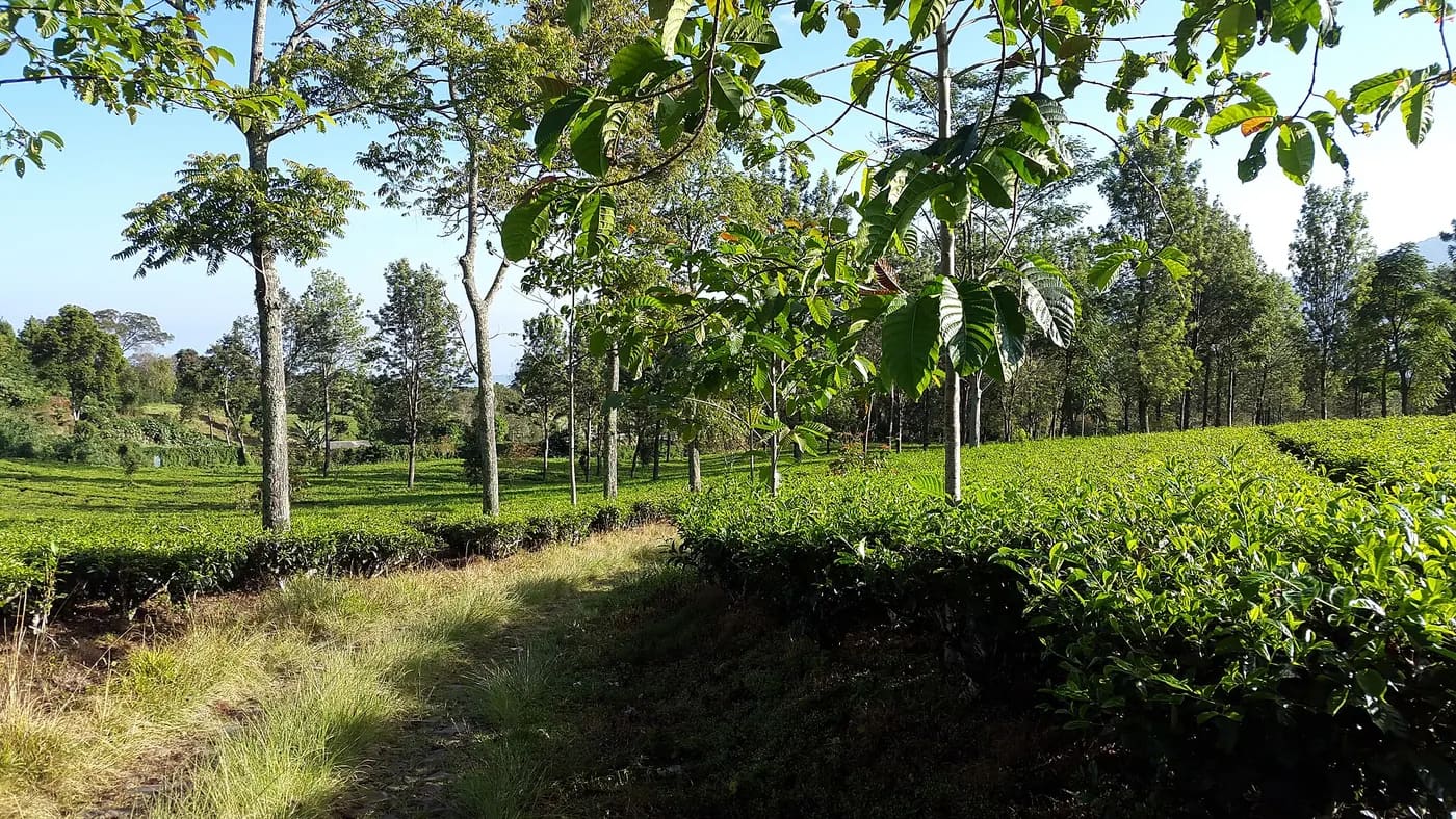 Wisata Ramah Anak Ungaran: 10 Tempat Liburan Keluarga di Dataran Tinggi Semarang