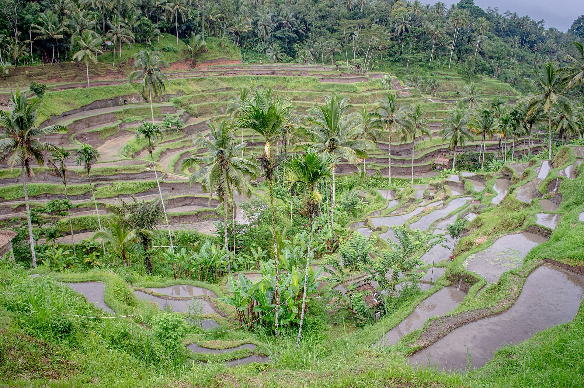 Terasering Tegallalang, Ubud