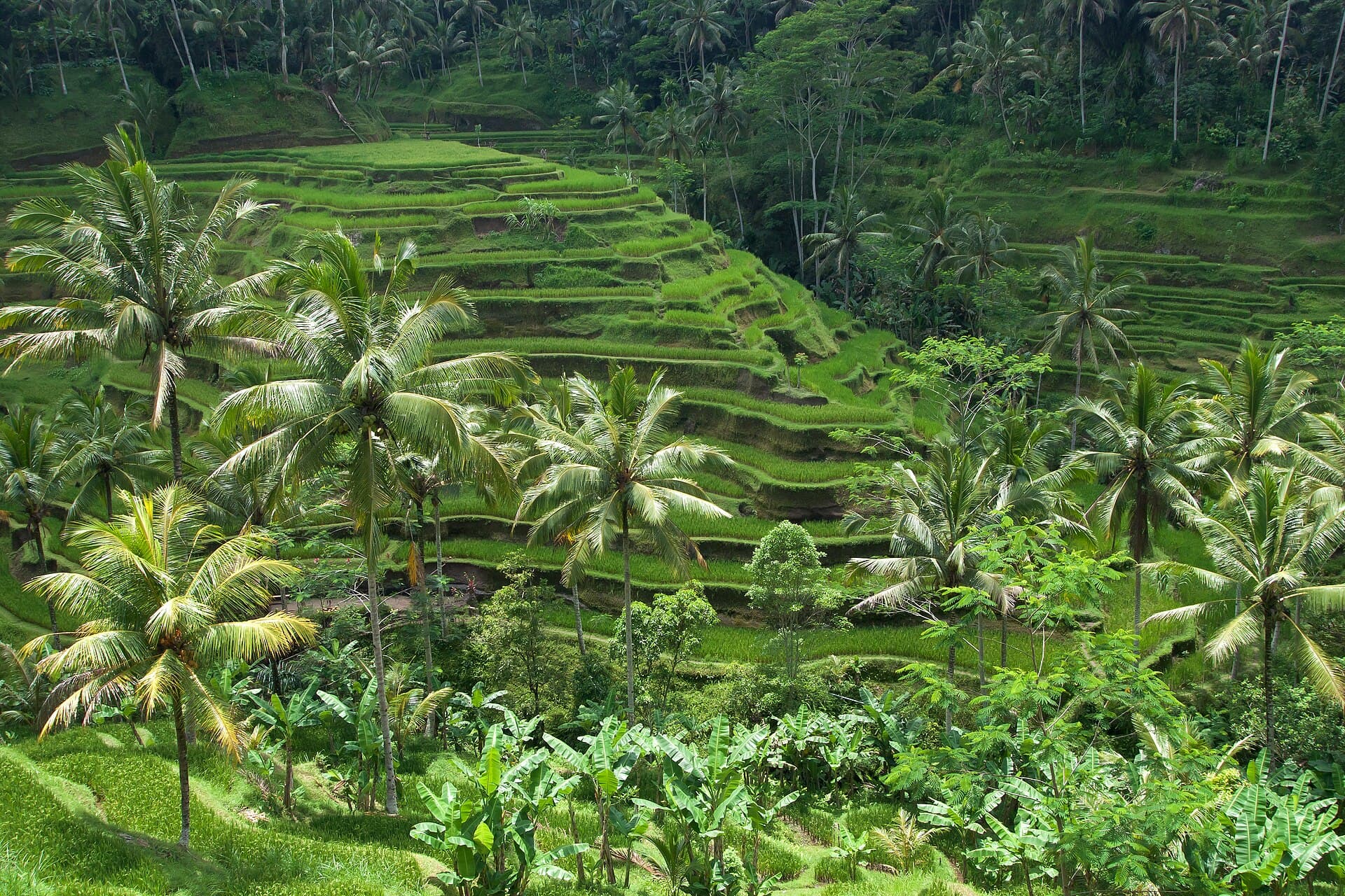 Desa Wisata Sudaji, Buleleng