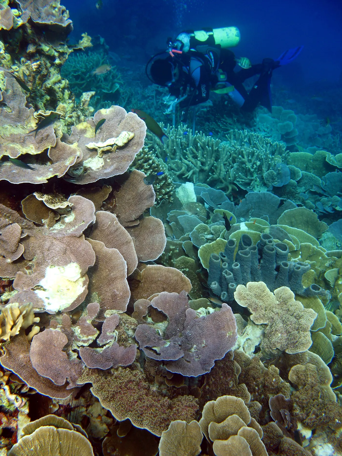 Penyelam di antara terumbu karang Taman Nasional Karimunjawa. Foto: Wikimedia Commons, CC BY-SA 4.0