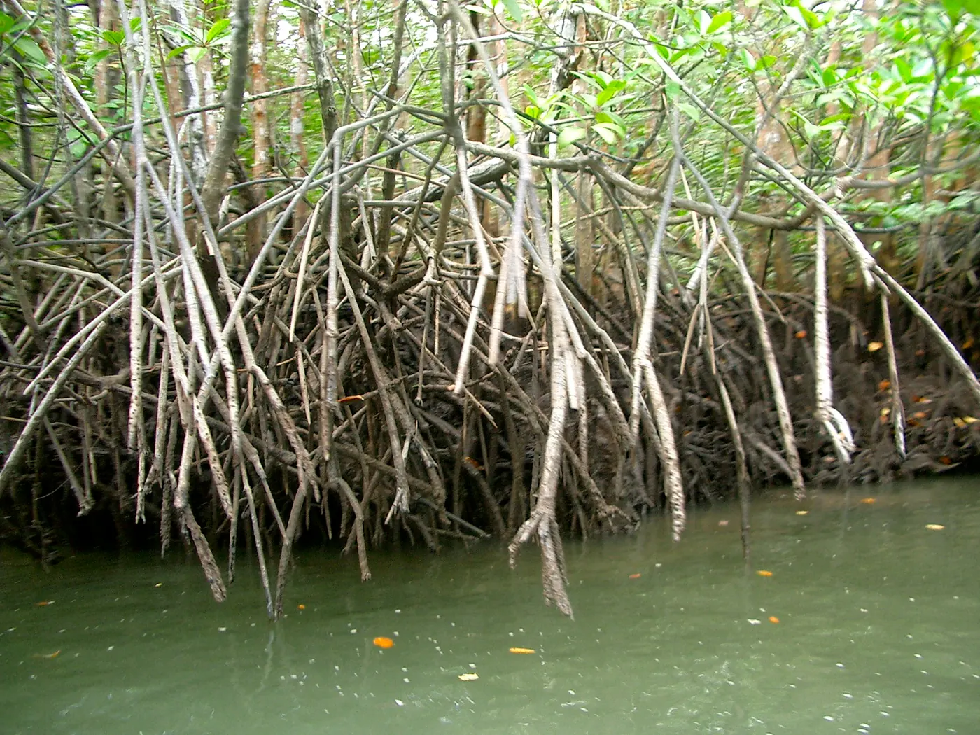 Dinding akar tunjang mangrove menjulur turun ke air alur pasang berwarna kehijauan di Pulau Bintan
