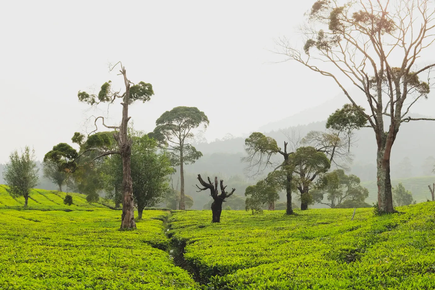 Hamparan kebun teh hijau di kawasan Lembang, Bandung yang sejuk dan ramah anak