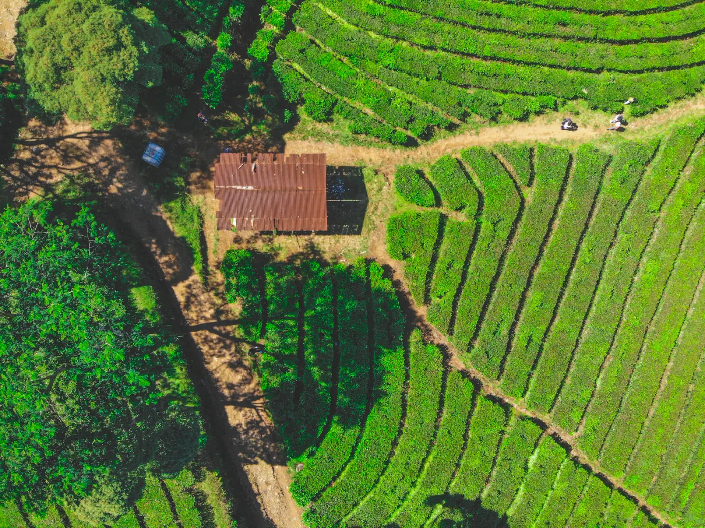 Pemandangan perbukitan hijau kebun teh dari ketinggian di Bandung utara