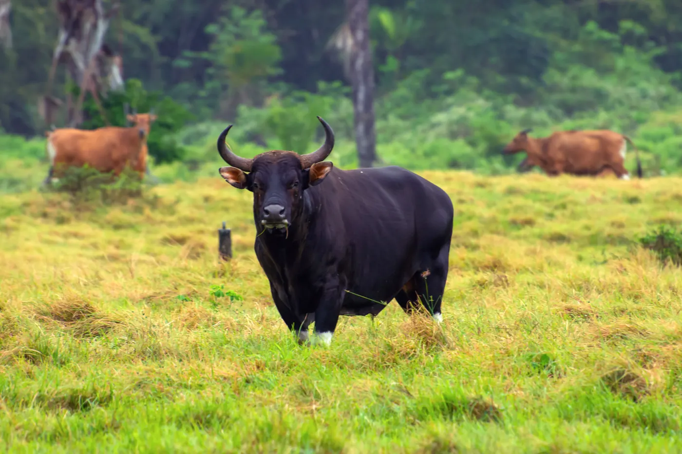 Seekor banteng jantan berdiri di padang savana Sadengan, Taman Nasional Alas Purwo, Banyuwangi