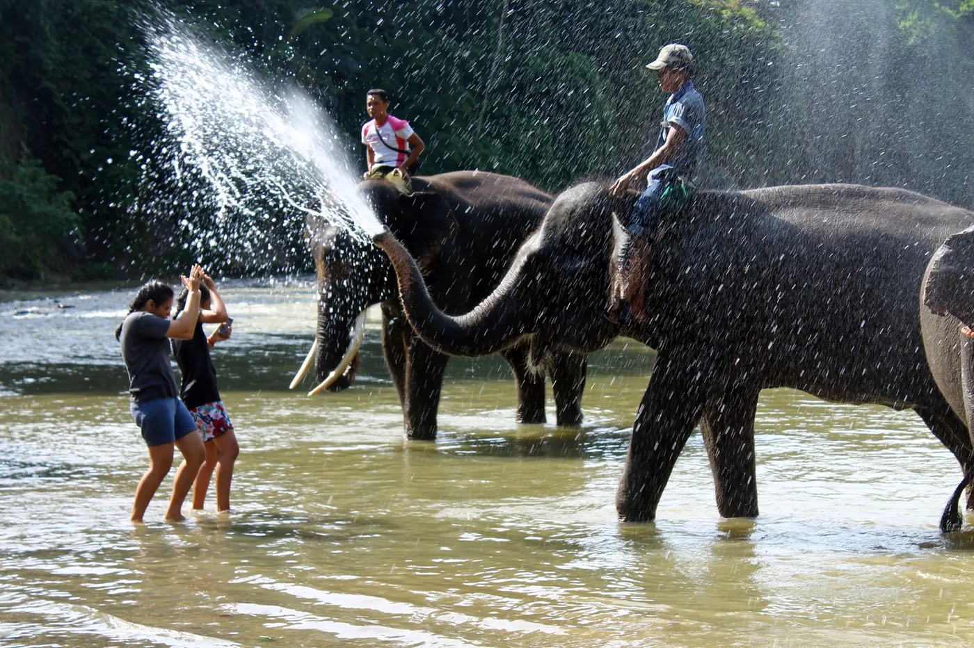 Petugas dan pengunjung bersama gajah sumatera di sungai kawasan Tangkahan, Taman Nasional Gunung Leuser