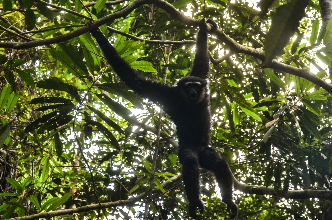 Kegiatan pelepasliaran owa di kawasan Taman Hutan Raya di Provinsi Riau