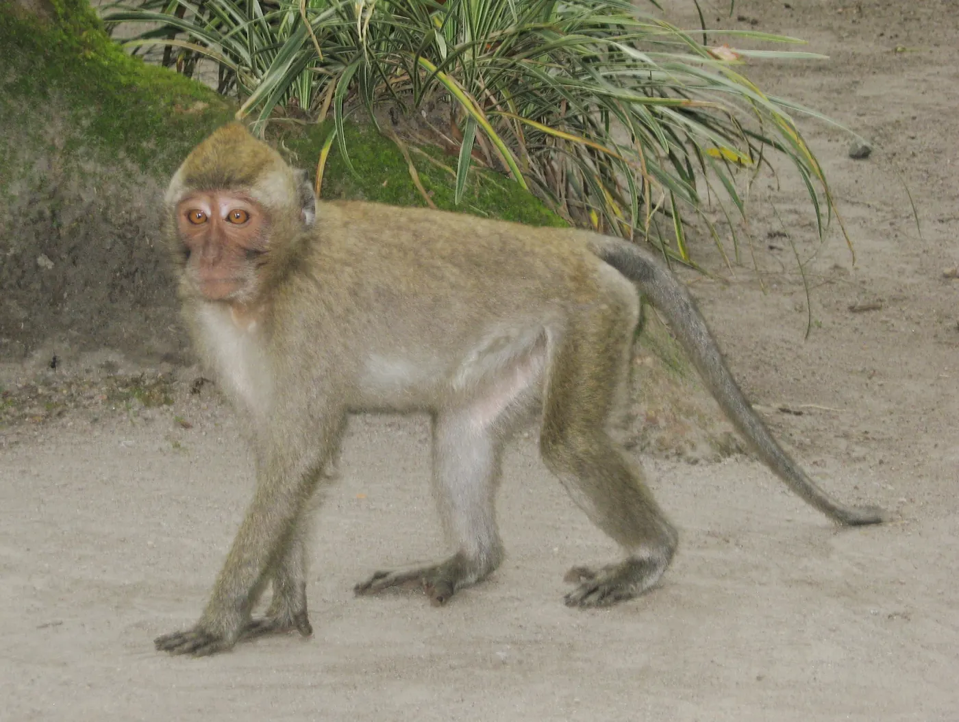 Monyet ekor panjang di kawasan Kaliurang, lereng Gunung Merapi. Foto: Wikimedia Commons, CC BY-SA 3.0