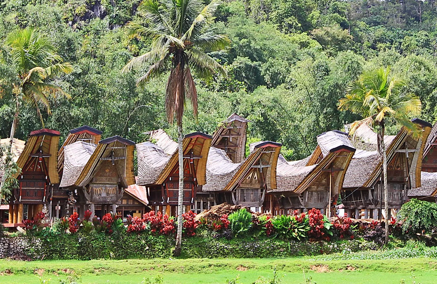 Rumah adat Tongkonan di Toraja, dengan tanduk kerbau berjejer di depan sebagai penanda status sosial pemiliknya. Foto: Wikimedia Commons, CC BY-SA 4.0