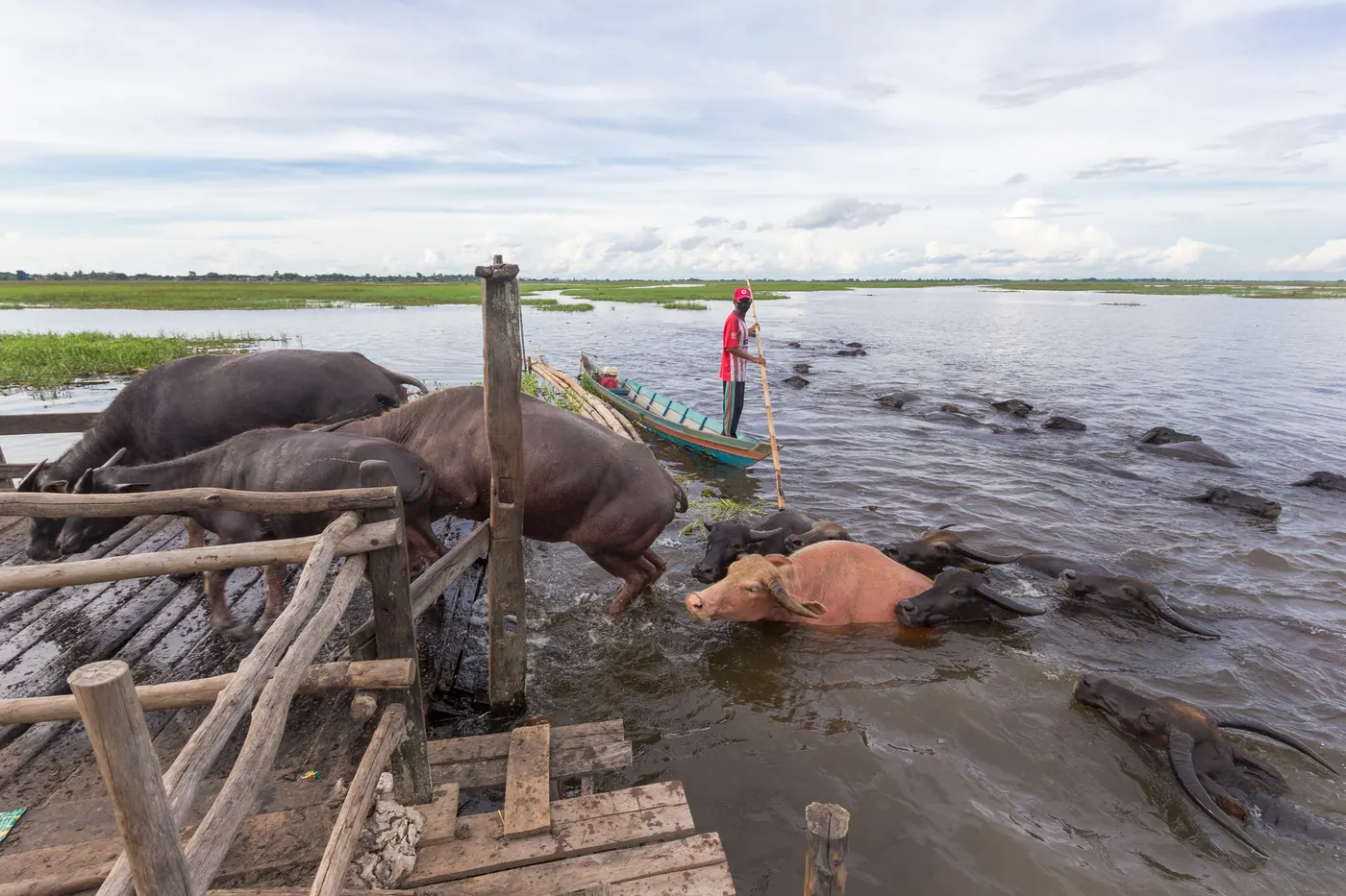 Peternak menggiring kerbau rawa kembali ke kandang terapung di tengah rawa, Daha Utara, Hulu Sungai Selatan, Kalimantan Selatan. Foto: Wikimedia Commons, CC BY-SA 4.0