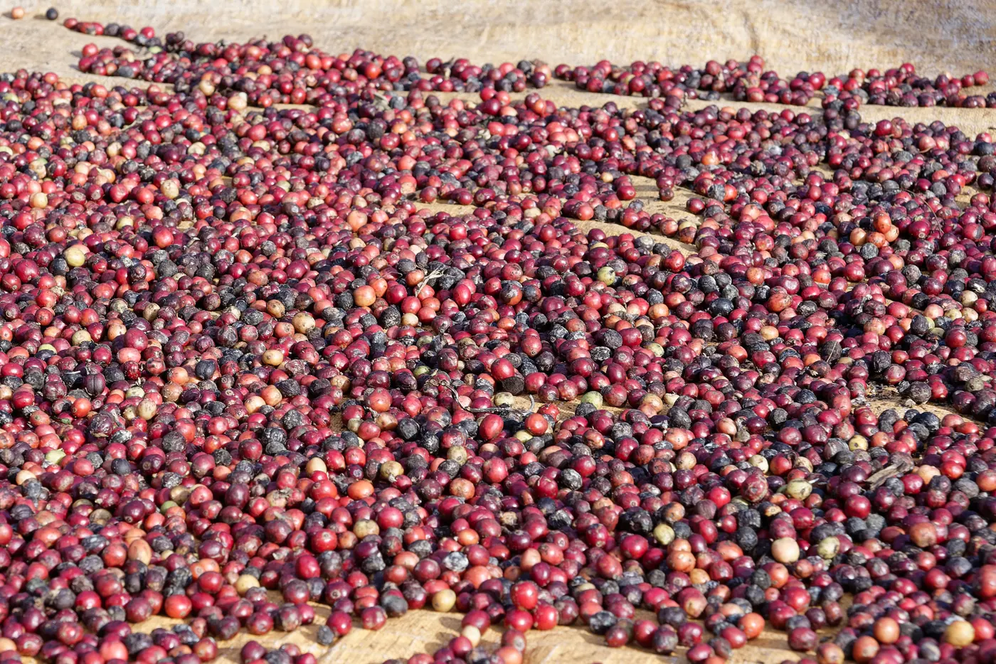 Biji kopi dijemur di Wae Rebo, salah satu mata pencaharian utama warga desa. Foto: Wikimedia Commons, CC BY 4.0