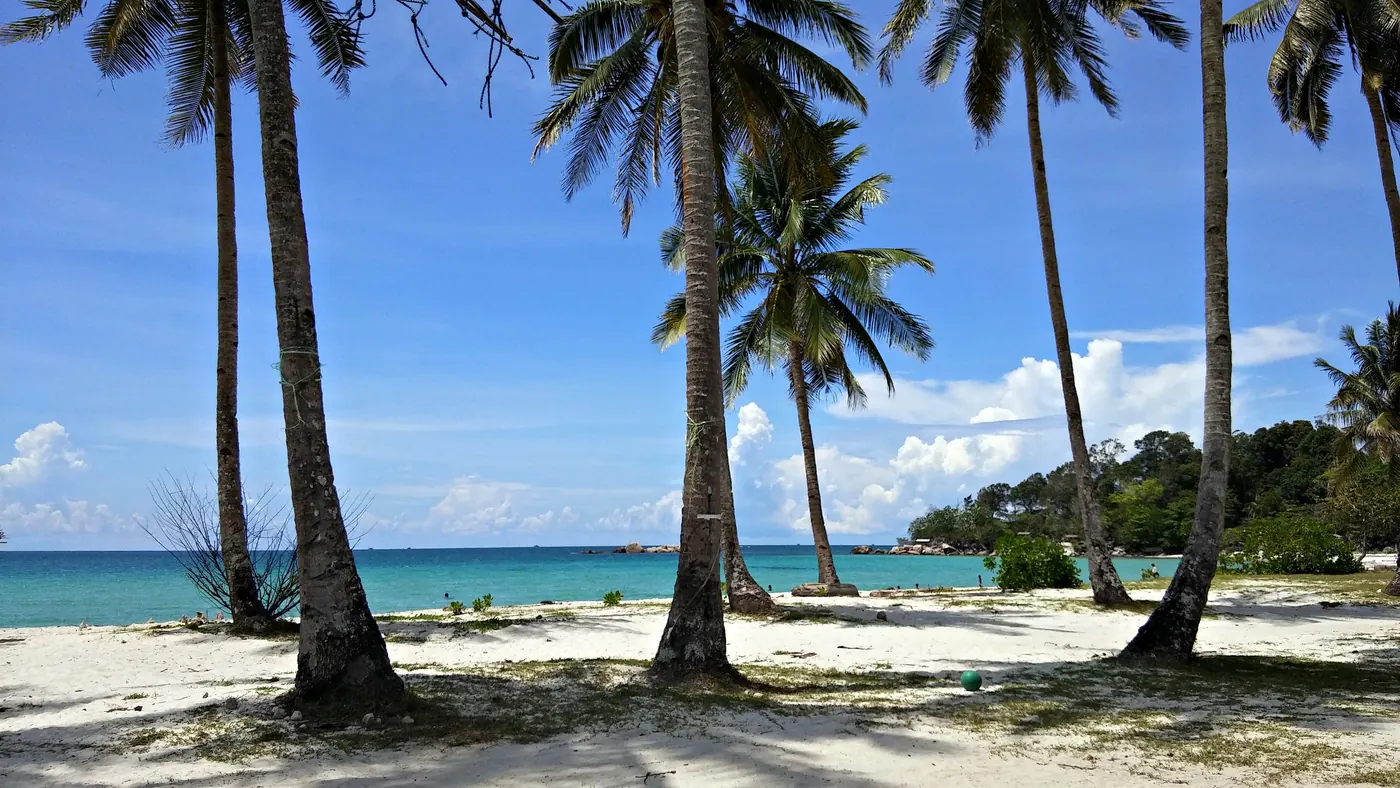 Pohon kelapa membingkai laut hijau kebiruan di Pantai Trikora, Kabupaten Bintan