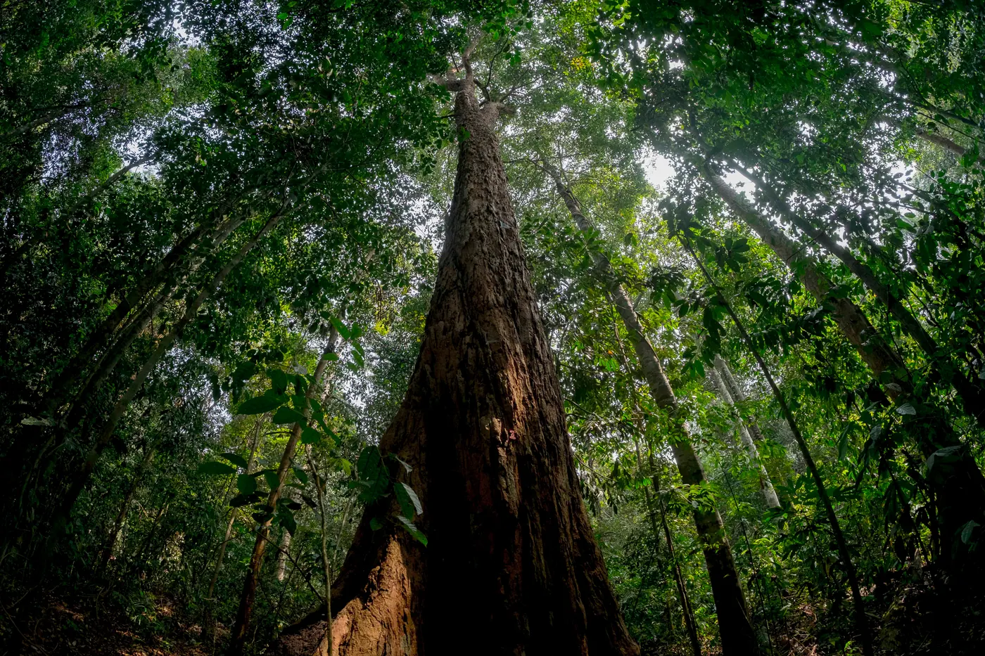 Sebatang pohon berdiameter besar difoto dari bawah, menjulang menembus kanopi hutan Taman Nasional Bukit Duabelas