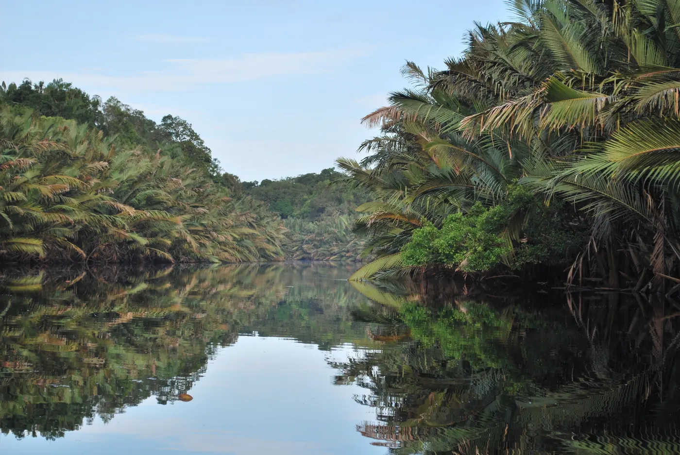 Alur sungai berair gelap di Taman Nasional Berbak dengan rumpun palem rawa rapat yang terpantul di permukaannya