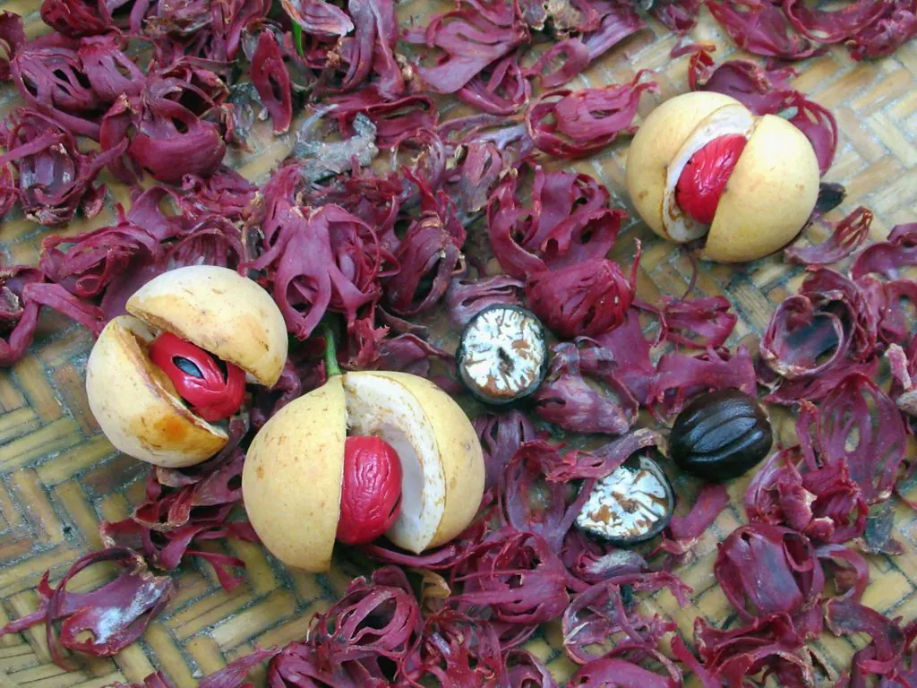 Biji pala berwarna cokelat dan selaput bunga pala berwarna merah yang menyelubunginya
