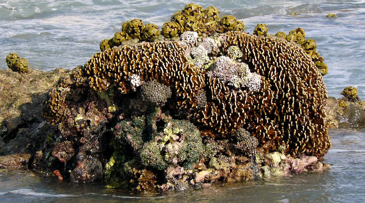 Terumbu karang di zona pasang surut Gili Meno. Foto: Wikimedia Commons, CC BY 2.0