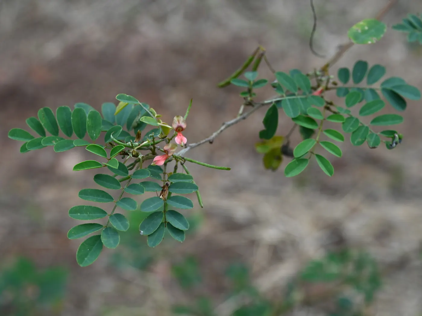 Tanaman Indigofera tinctoria dengan daun majemuk kecil berwarna hijau dan tangkai bunga tegak